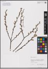 Foto von Salix aurita L.